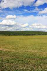 Obraz premium Green field under the blue sky