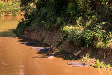 Safari in der Masai Mara, Flusspferde an der Mara in Kenia.