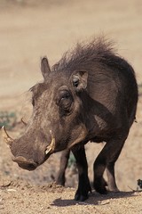 Warthog, phacochoerus aethiopicus, Male