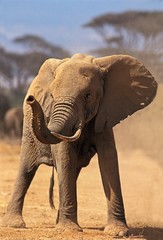 Fototapeta na wymiar African Elephant, loxodonta africana, Adult smelling, the Trump up, Samburu Park in Kenya