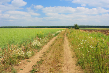 Country road in a green field