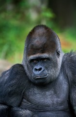 Eastern Lowland Gorilla, gorilla gorilla graueri, Portrait of Male