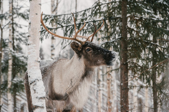 Majestic reindeer in the winter forest