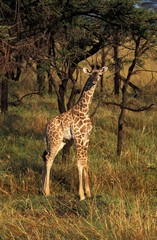 Masai Giraffe, giraffa camelopardalis tippelskirchi, Calf in Savanna, Masai Mara Park in Kenya