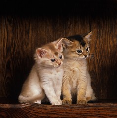Fawn Somali Domestic Cat, Kittens sitting