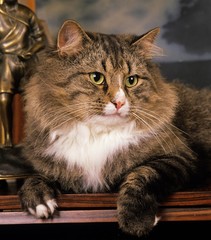 Skogkatt Domestic Cat, Adult laying