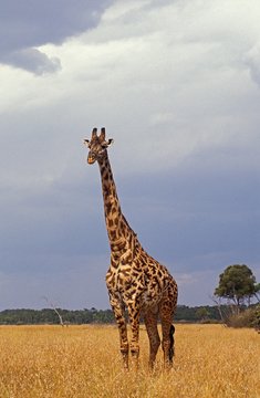 Masai Giraffe, giraffa camelopardalis tippelskirchi, Adult in Savanna, Masai Mara Park in Kenya
