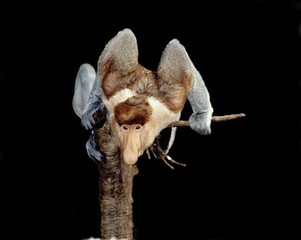 Proboscis Monkey, nasalis larvatus, Male standing on Branch