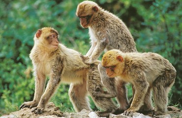 Barbary Macaque, macaca sylvana, Pair mating