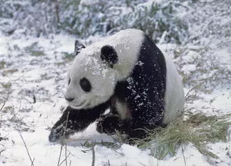 Gardinen Panda Giant Panda, ailuropoda melanoleuca, Wolong Reserve in China  © slowmotiongli