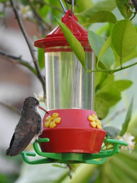 Colibr&iacute;