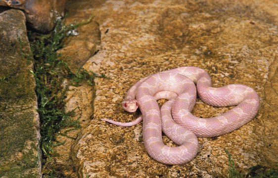 Corn Snake or Rat Snake, elaphe guttata, Albino Adult