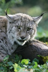 European Lynx, felis lynx, Adult with a Kill, a Roe Deer
