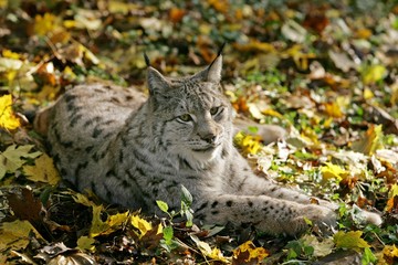 European Lynx, felis lynx, Adult laying on fallen leaves