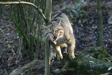 European Wildcat, felis silvestris, Adult snarling, in Defensive Posture