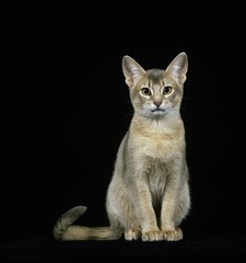 Blue Abyssinian Domestic Cat sitting against Black Background