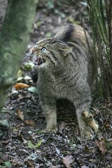European Wildcat, felis silvestris, Adult snarling, in Defensive Posture