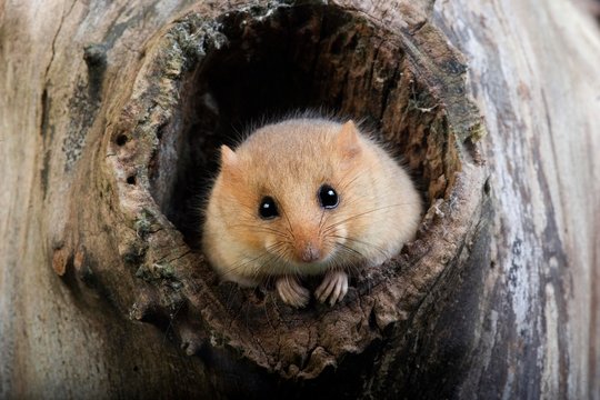 Common Dormouse, muscardinus avellanarius, Adult standing at Den Entrance, Normandy