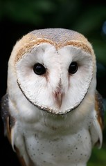 Barn Owl, tyto alba, Portrait of Adult