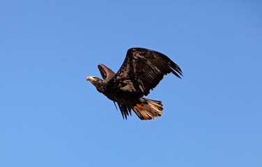 Bald Eagle, haliaeetus leucocephalus, Immature in Flight against Blue Sky