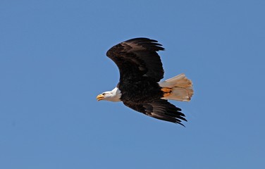 Bald Eagle, haliaeetus leucocephalus, Adult in Flight against Blue Sky
