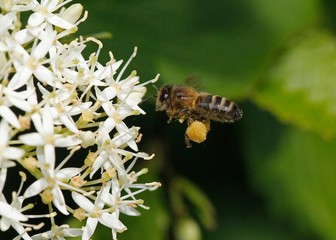 Honey Bee, apis mellifera, Adult in Flight, Flying to Flower with Pollen Baskets, Normandy