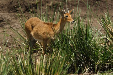 Southern or Common Reedbuck, redunca arundinum, Male standing in Swamp, Masai Mara Park in Kenya