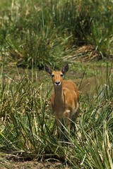 Southern or Common Reedbuck, redunca arundinum, Female standing in Swamp, Masai Mara Park in Kenya