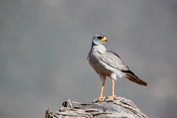 Pale Chanting Goshawk, melierax canorus, Adult standing on Branch, Masai Mara Park in Kenya