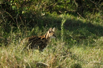 Serval, leptailurus serval, Adult standing in Long Grass, Masai Mara Park in Kenya