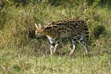 Serval, leptailurus serval, Adult, Masai Mara Park in Kenya