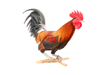 Bantam chicken standing on a log with isolate white background