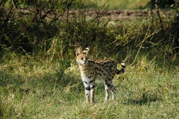 Serval, leptailurus serval, Adult, Masai Mara Park in Kenya