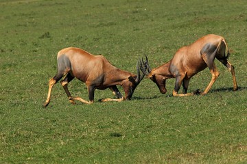 Fototapeta premium Topi, damaliscus korrigum, Males fighting, Masai Mara Park in Kenya