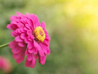 Portrait of Pink zinnia flower is blooming in garden with sun light in morning with isolate nature background