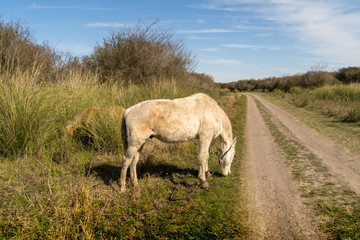 Obraz premium Horse eating grass on the road.