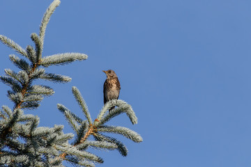 starling sitting on a blue pine branch