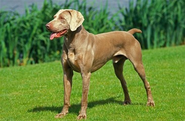 Weimar Pointer Dog, Male standing on Grass
