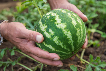 hands holding watermelon in the farm