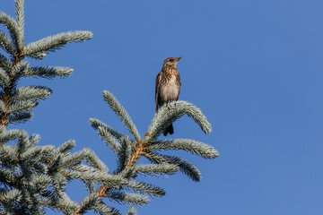 starling sitting on a blue pine branch