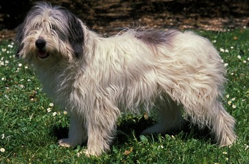 Nizinny or Polish Sheepdog, Dog standing on Grass