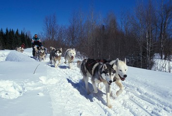 Siberian Husky, Man Mushing his Sled Dog team, Quebec in Canada