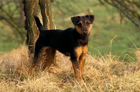 Jagd dog deals