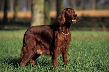 Irish Setter or Red Setter, Male Dog standing on Grass