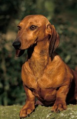 Smooth-Haired Dachshund