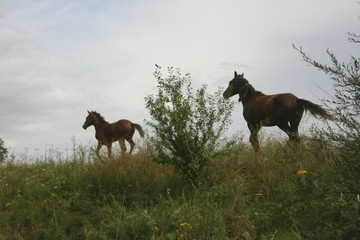 horses running across a rural field