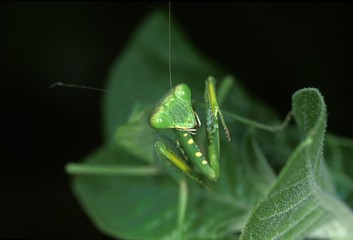 Praying Mantis, Kenya