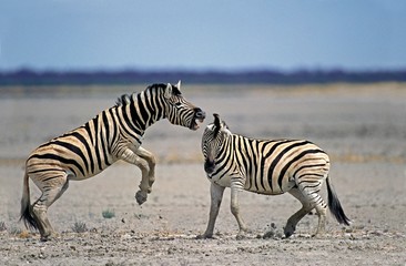 Fototapeta na wymiar Burchell's Zebra, equus burchelli, Stallions fighting, Serengeti Park in Tanzania