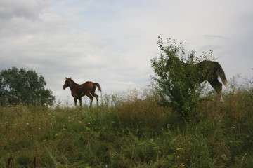Naklejka na ściany i meble horses running across a rural field