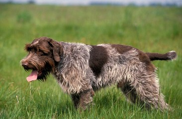 Korthal Dog or Wire-Haired Griffon Dog hunting